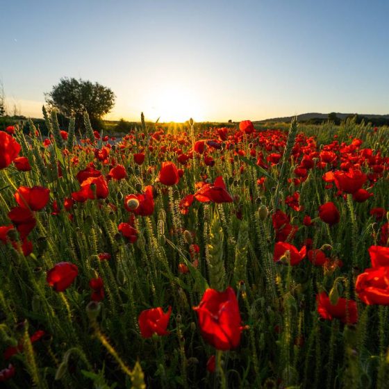 campos de amapolas