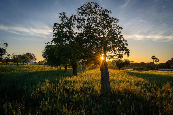 álbol visto al atardecer